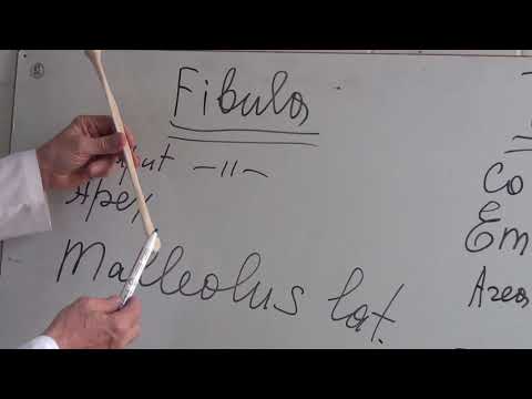 Fibular bone
