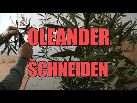 Video: Oleander trimmen - Erfahren Sie, wie und wann Sie Oleander beschneiden