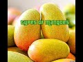 How to Identify Popular types of Mangoes grown in Jamaica