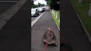 Taking my pet tortoise out for walkies