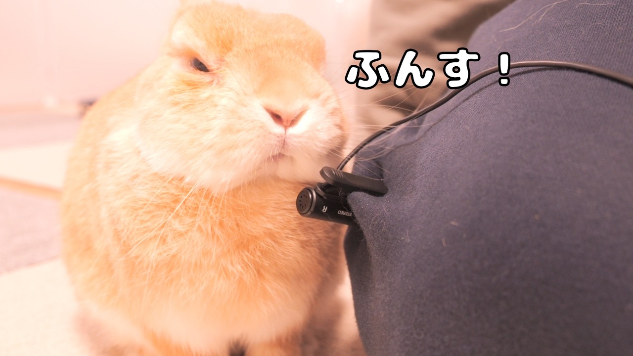 寝ぼけながらマイクに向かって鼻息「ふんす！」をするうさぎ【No.1850】