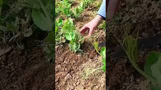 Alat Pertanian Sederhana Untuk Mencabut Daun Bawang Dengan Cepat