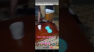 craziest fights of furbabies, Shih tzu puppies vs permease, Moki and Molly