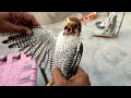 Merlin Falcon Adult Pair in Molting Condition Rescued & Released