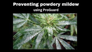 Preventing powdery mildew