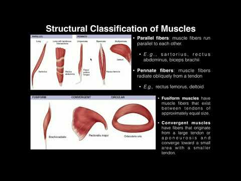 A&P I Lab | Exercises 8 & 9: Muscle Terminology, Movements, and Muscle Tension Factors