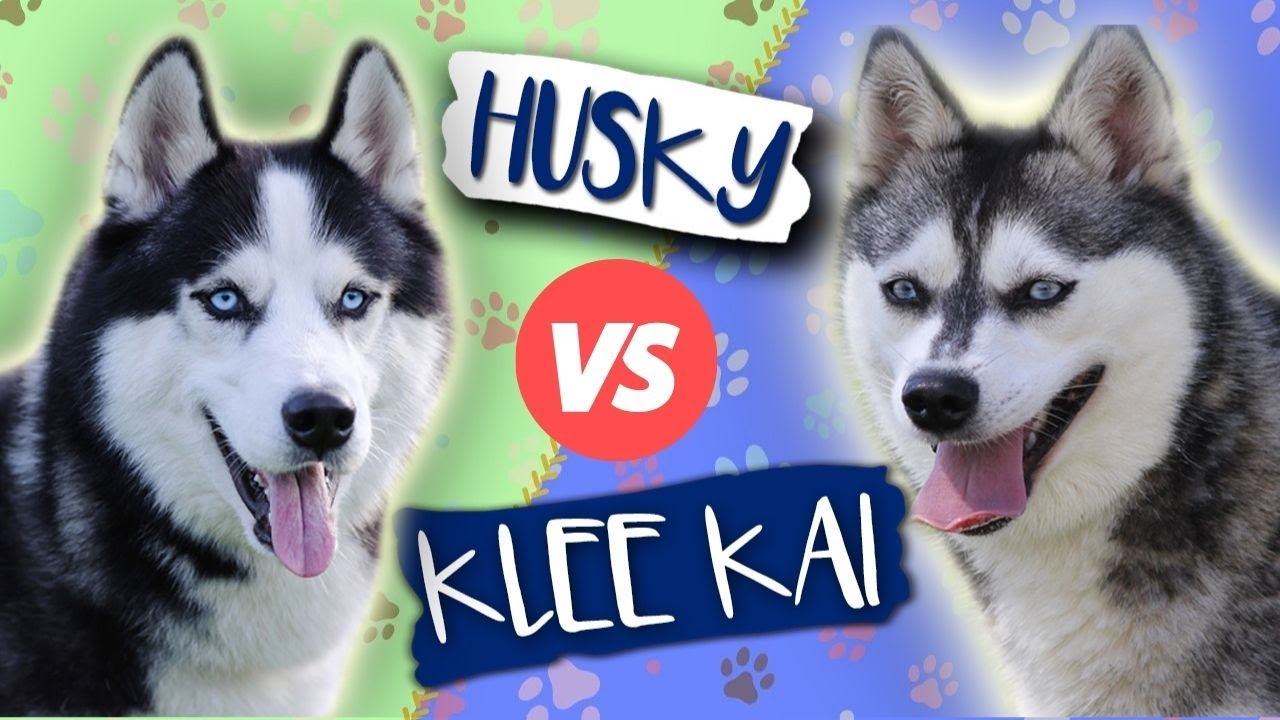 Valley Vetco - 🐶🐾SPOTLIGHT ON THE ALASKAN KLEE KAI🐾🐶 The klee kai comes  in three sizes: standard, over 15 inches up to and including 17 inches;  miniature, over 13 inches up to, kleki dog