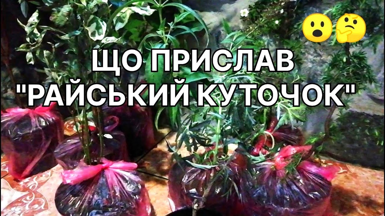 Де купити рослини? Райський куточок. Розпаковка