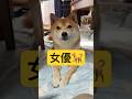 久しぶりに騙された🙂#柴犬 #豆柴 #shibainu #犬 #犬のいる暮らし #shorts