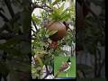 Mulberry chor , Bulbul ,cutie #garden #trending #home