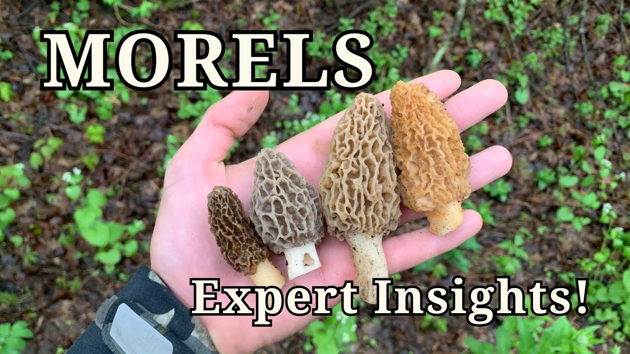 Discover the Secret World of Morel Mushrooms with Mycology Professor ...