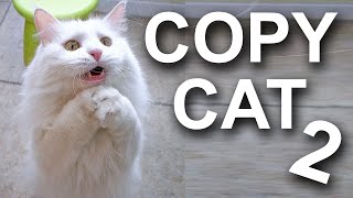 Copycat 2 - Parole De Chat