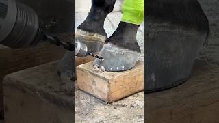 إنقاذ حافر حصان 🐴🏥