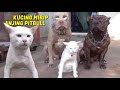 Viral kucing putih ini menganggap dirinya anjing pitbull karena dirawat anjing sejak kecil