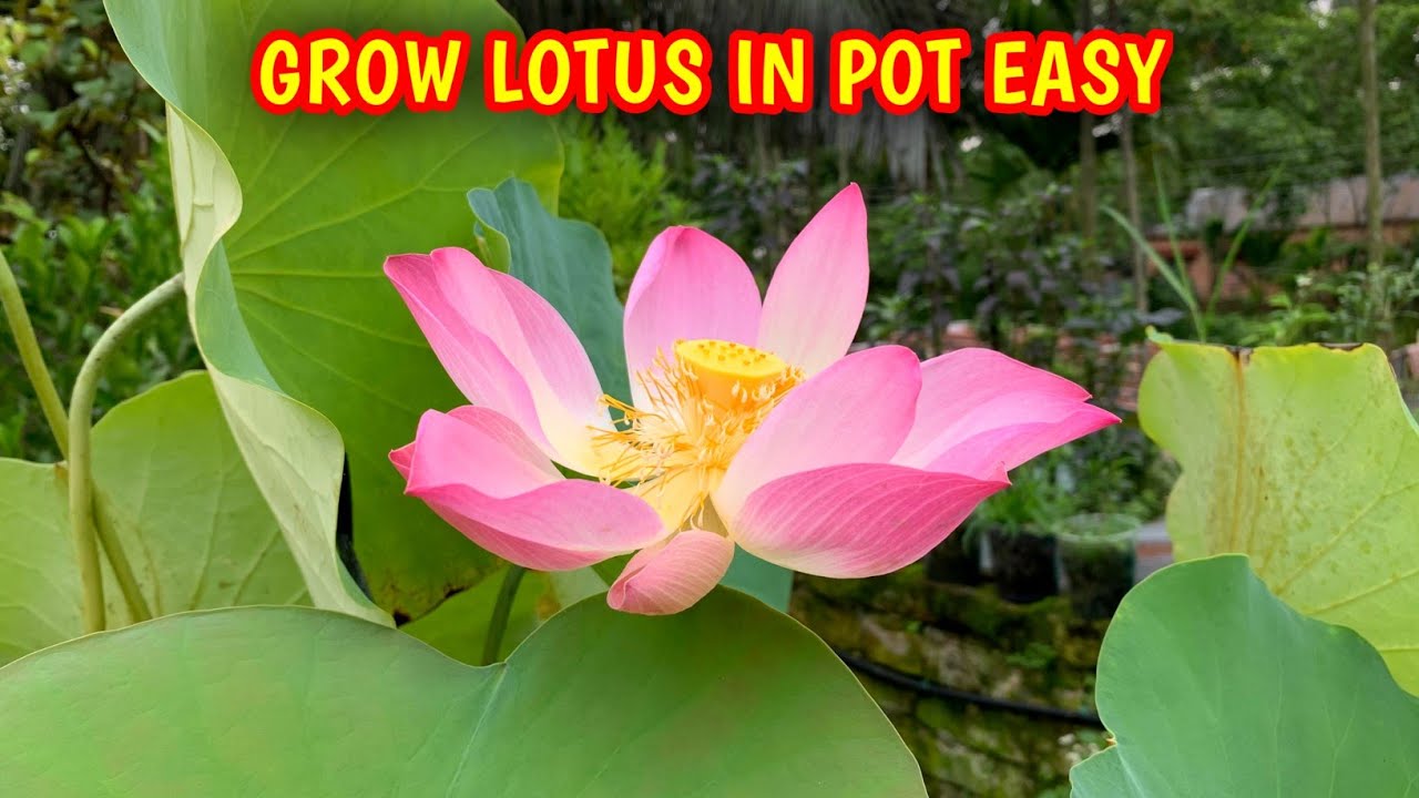 How To Grow Lotus/Kamal Plant At Home In Pot (IN HINDI) Lotus Plant