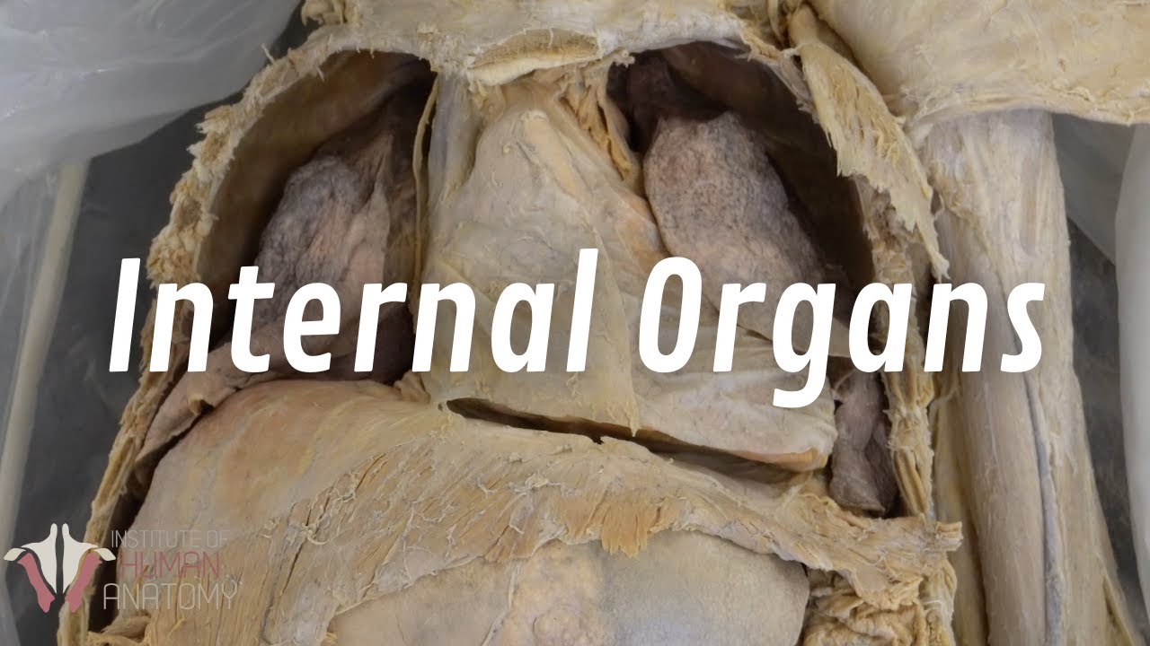real human organs