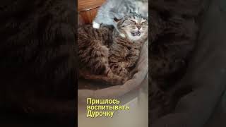 Барсик воспитывает себе головную боль #кошки