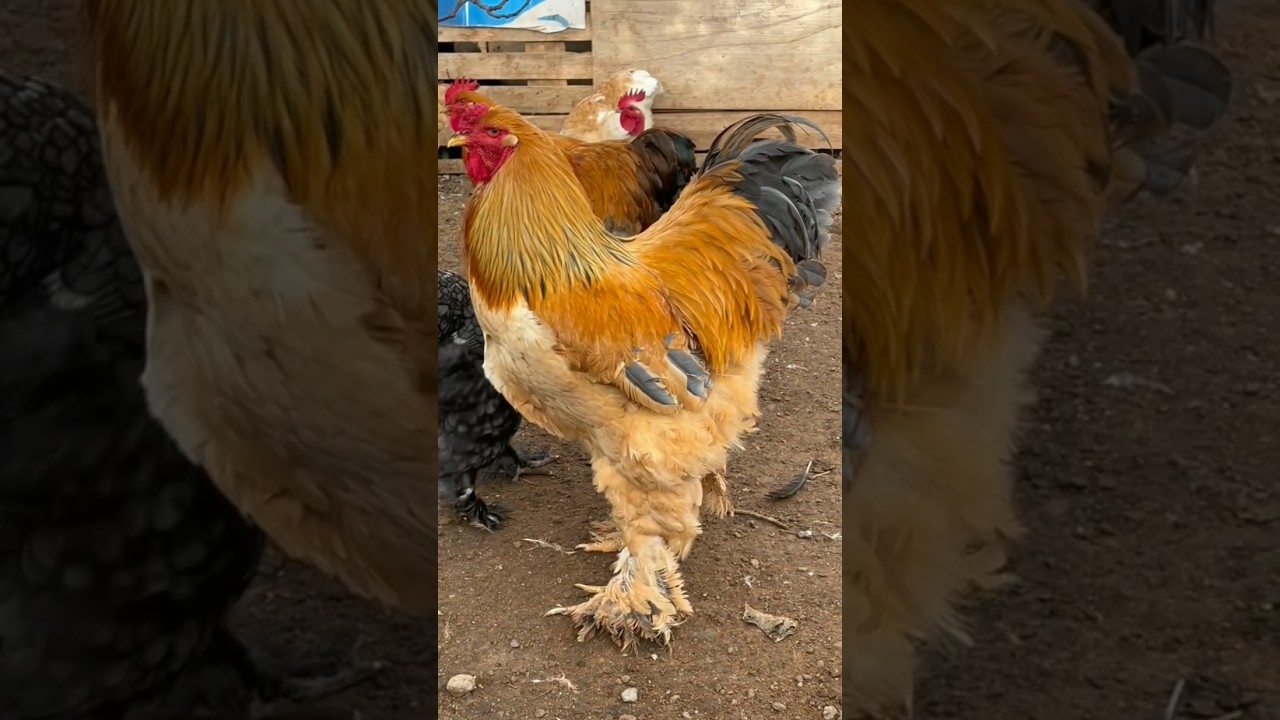 buff brahma 🥰 
