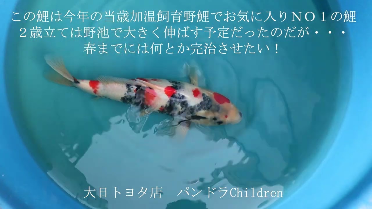 ツリガネムシ症の治療