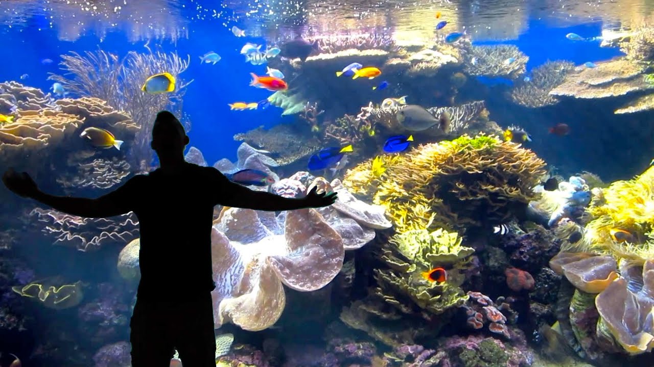 ULTIMATE REEF AQUARIUM IN HAWAII Life After College Ep. 299 YouTube