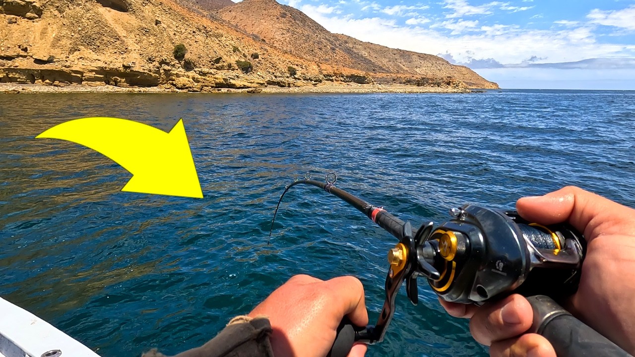 Yellowtail Limits in 1 Hour! + PB Calico Bass & Halibut!