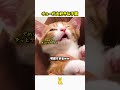 チューが大好きな子猫 #好きな子猫 #子ネコ