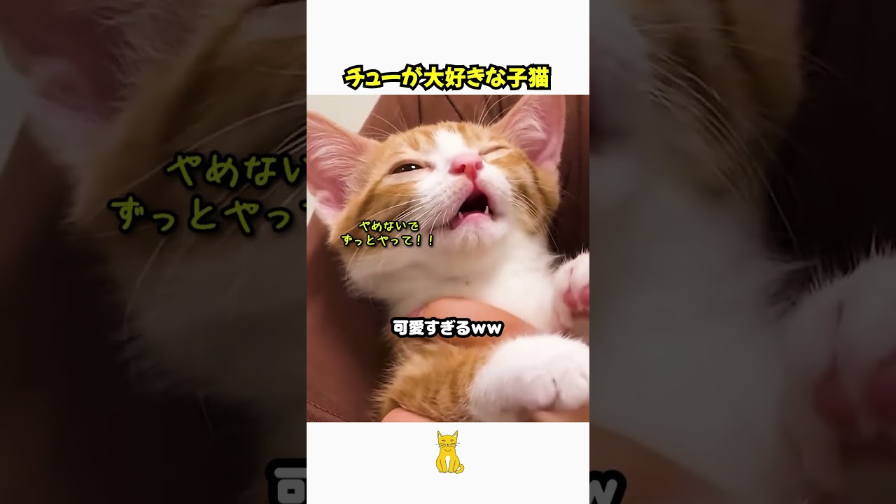 チューが大好きな子猫 #好きな子猫 #子ネコ