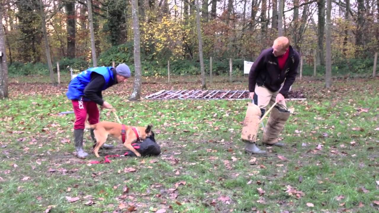 JCVD chiot malinois 6 mois en pension dressage
