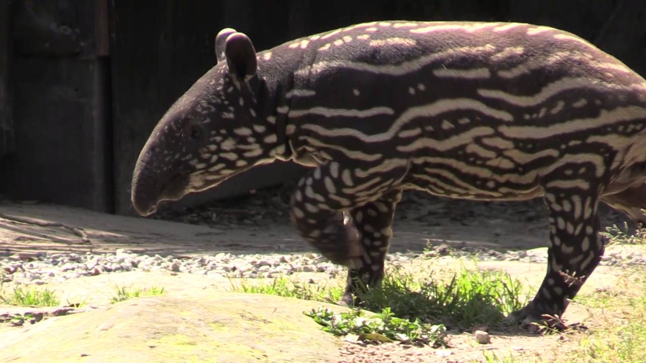 マレーバクがいる動物園 かわいい赤ちゃんがウリ坊そっくりと話題 マレーバクがいる動物園 かわいい赤ちゃんがウリ坊そっくりと話題