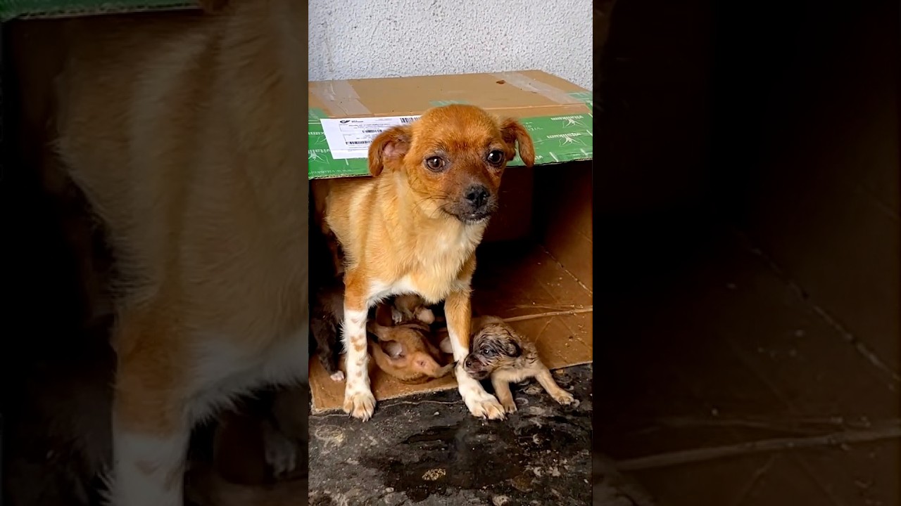 Dog Rescue Shelter received an urgent call about mama dog with her five newborn puppies abandoned in a cardboard box. This brave and gentle mama trusted us from the moment we arrived. Now, seven months later, this beautiful family is happy and surrounded by so much love at our shelter. Thank you, dear friends, for supporting our work and helping us give these dogs a better life!
Milan
@DogRescueShelter