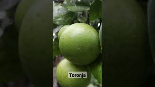 Toronja Silvestre, Muy Saludable.