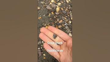 Two 70 Million Year Old FOSSILIZED Shark Teeth!!#shorts