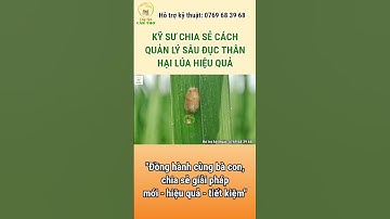 KỸ SƯ CHIA SẺ CÁCH QUẢN LÝ SÂU ĐỤC THÂN HẠI LÚA HIỆU QUẢ #câylúacầnthơ #lúa #agriculture #shorts
