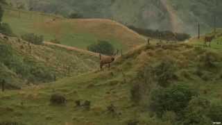 Hunting Red Deer in New Zealand Part 2