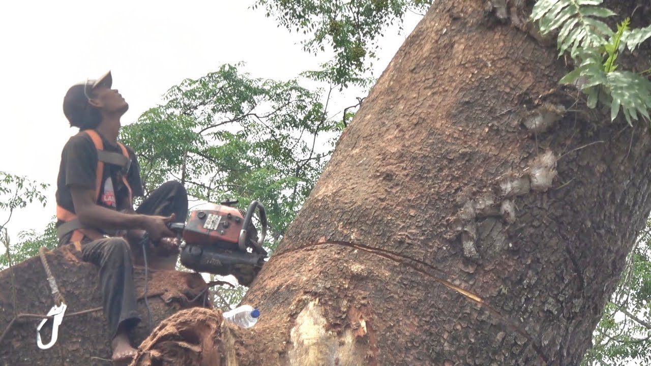 Pohon Trembesi raksasa yang tersambar petir dan membahayakan ‼️‼️‼️ 4