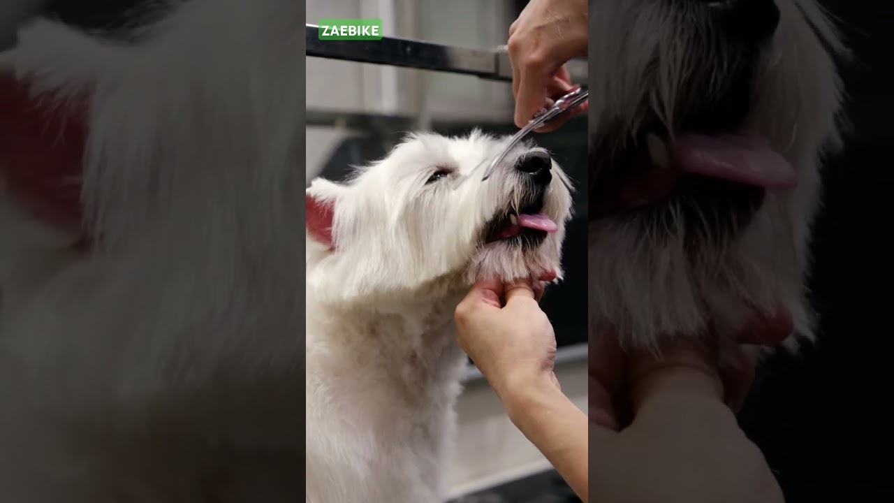 Another one pet friendly ebike! 