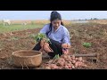 Digging Sweet Potatoes / Yummy Sweet Potato Recipe / Cooking By Sreypov.