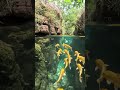 Yellow Fish With Girl #travel #nature #turismo #challenge #music #comedy #whatssofunny #fish#swiming