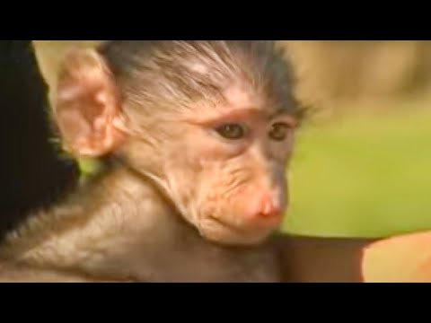 Animal rescue - orphaned wild animals - BBC wildlife