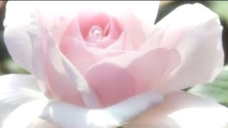 ✿ blooming flower (⁠*⁠´⁠ω⁠｀⁠*⁠)