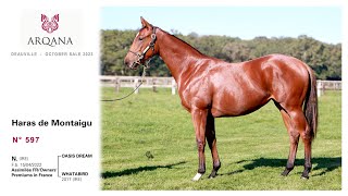 Arqana October Sale 2023 - N°597 - F / Oasis Dream X Whatabird, présentée par le Haras De Montaigu.