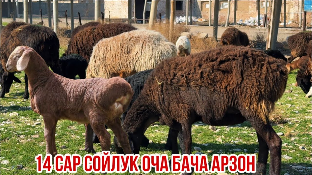 19 февраля 2026 г.