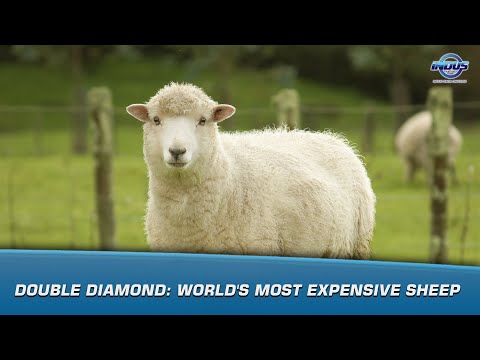 Double Diamond: World's most expensive sheep | Indus News | Indus News Bulletin