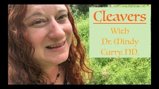 Cleavers (Galium aparine) - Wildcrafting and Processing