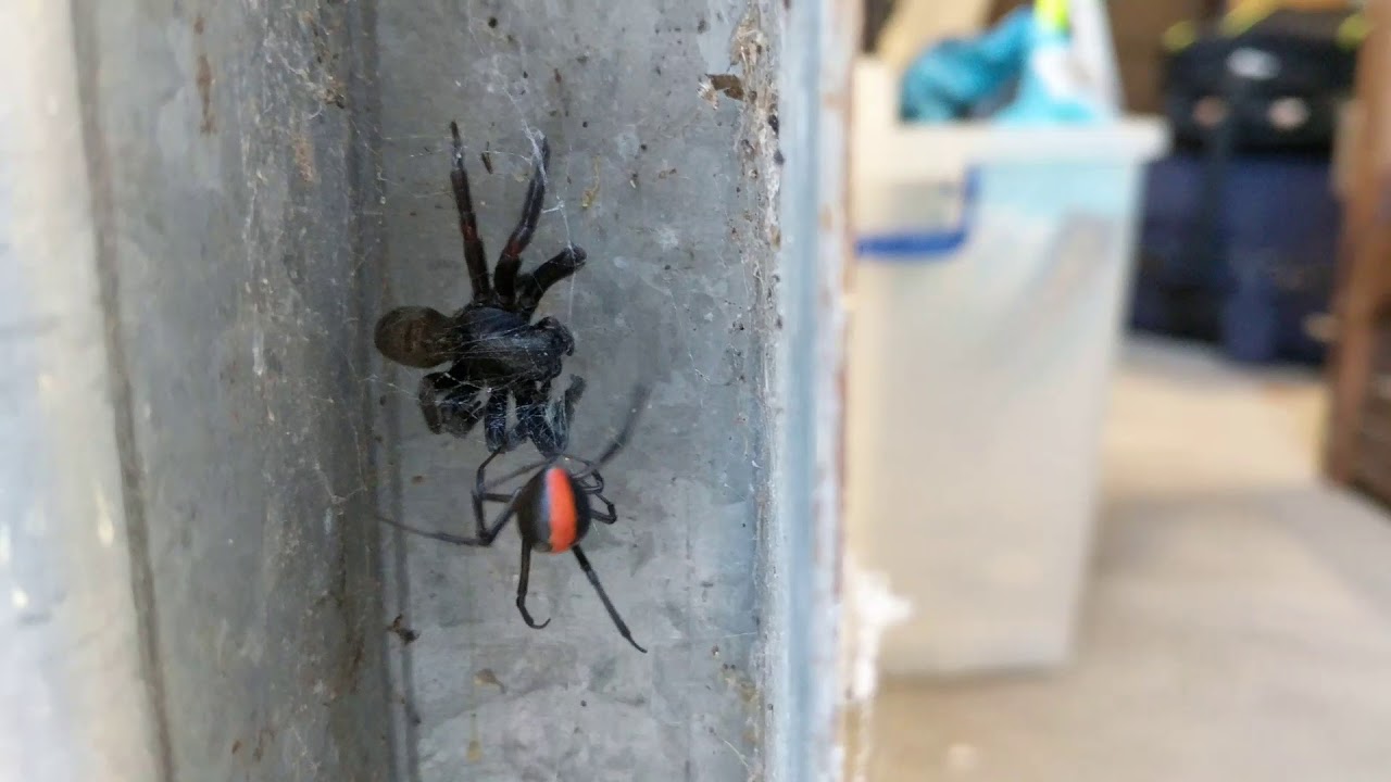 Red Back Spider Vs Funnel Web Spider - Who Will Win?