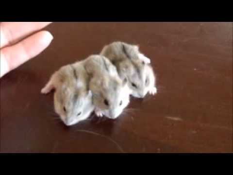 baby-russian-hamsters