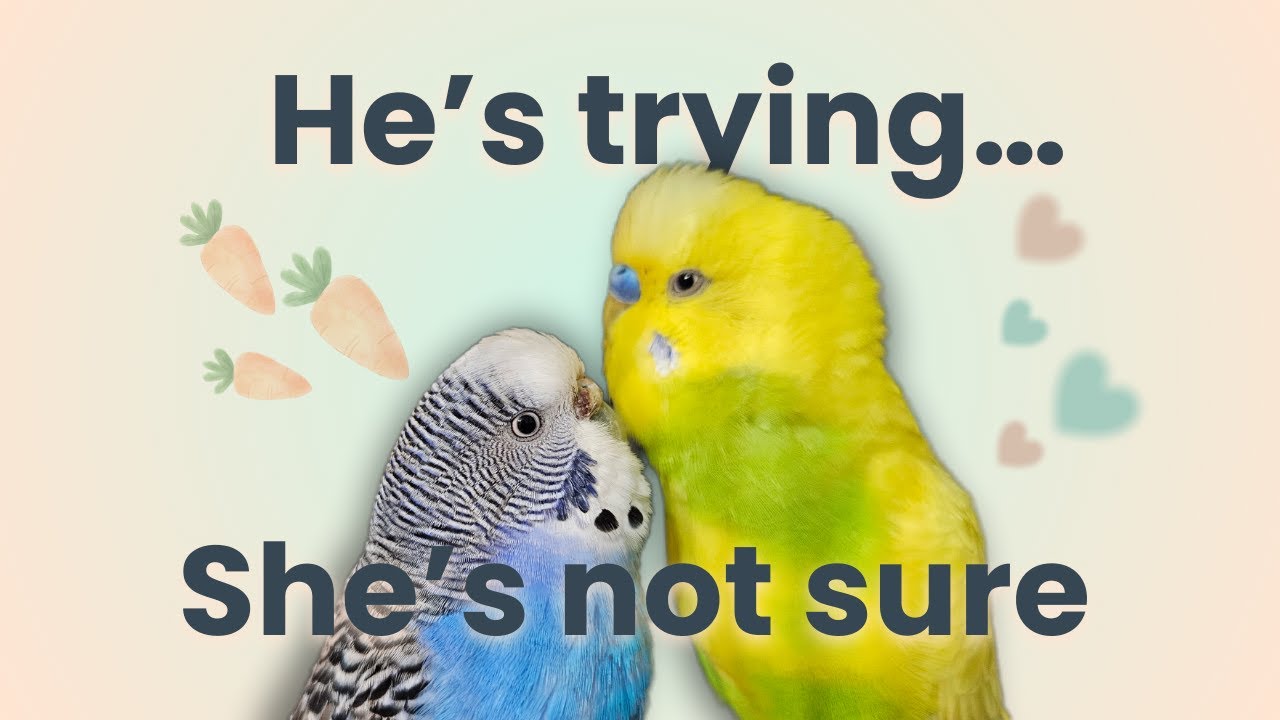 Real Budgie Couple Behavior | No Script, No Music
