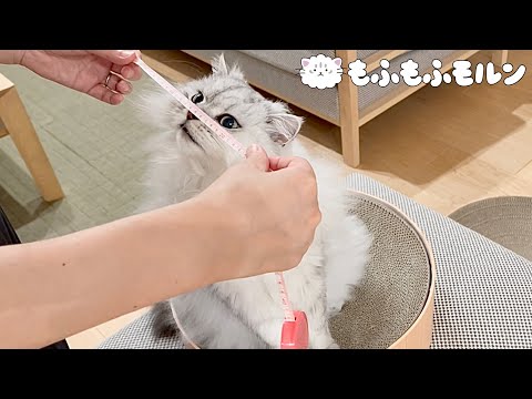 とある理由により猫の身体測定をします 【サイベリアン】