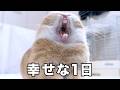 おばあちゃんうさぎと日向ぼっこしたら幸せすぎた