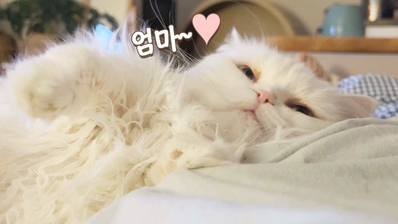 하늘로 떠난 집사를 그리워하는 고양이의 행동